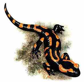 Salamandra salamandra.jpg